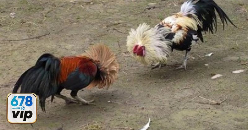 Thuật ngữ đá gà - Cáp độ, chạng gà và câu chuyện công bằng