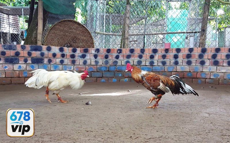 Đá Gà Thomo - Chạng gà, cân ký, bắt cặp và thời gian hiệp